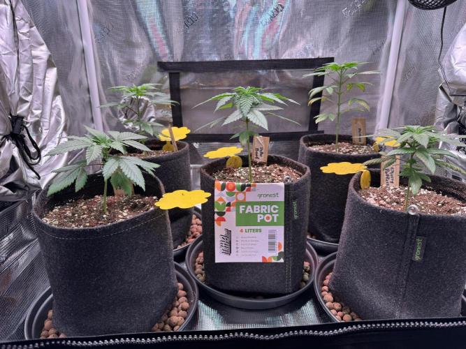 Barneys Farm candy 🍬. Week 5