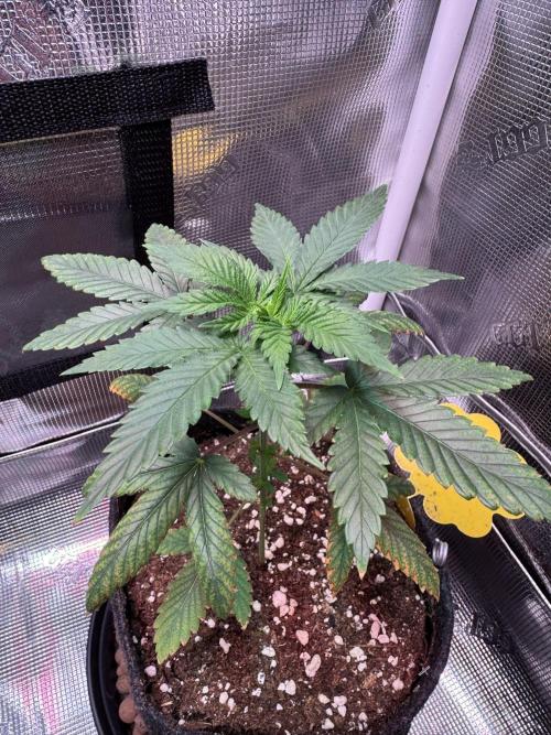 Barneys Farm candy 🍬. Week 5