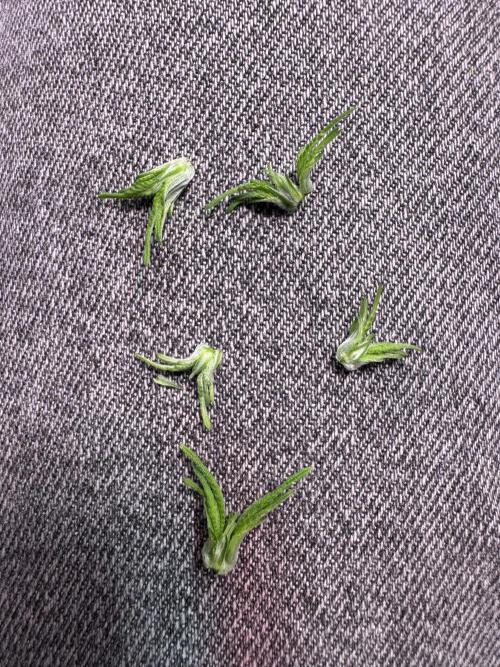 Barneys Farm candy 🍬. Week 5