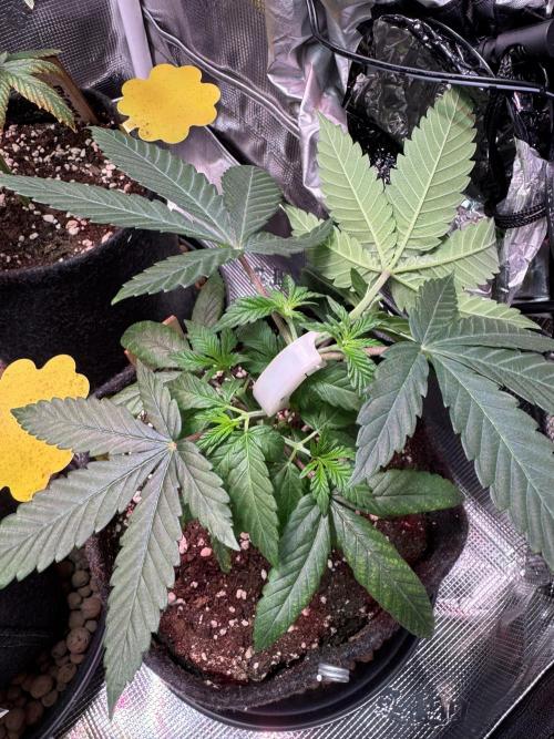 Barneys Farm candy 🍬. Week 6