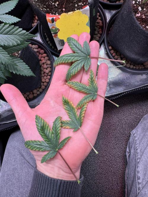 Barneys Farm candy 🍬. Week 6