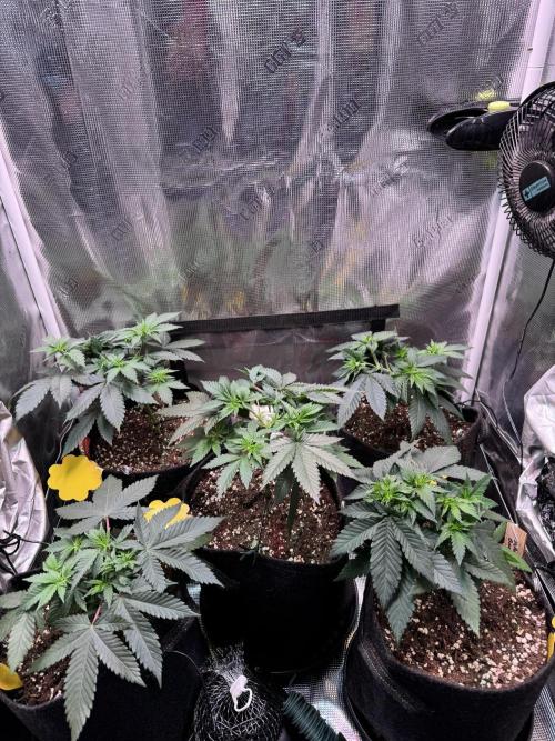 Barneys Farm candy 🍬. Week 7