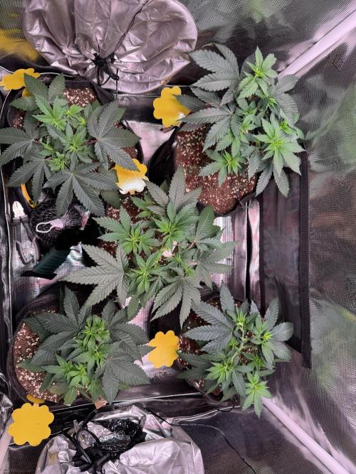 Barneys Farm candy 🍬. Week 7