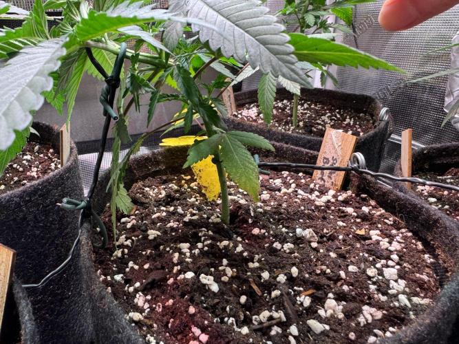 Barneys Farm candy 🍬. Week 7