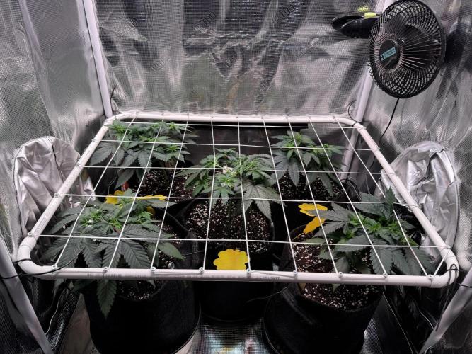 Barneys Farm candy 🍬. Week 7