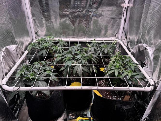 Barneys Farm candy 🍬. Week 8