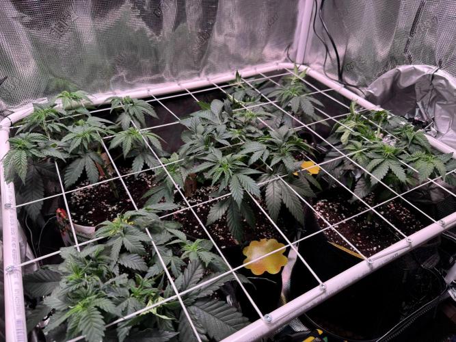 Barneys Farm candy 🍬. Week 8