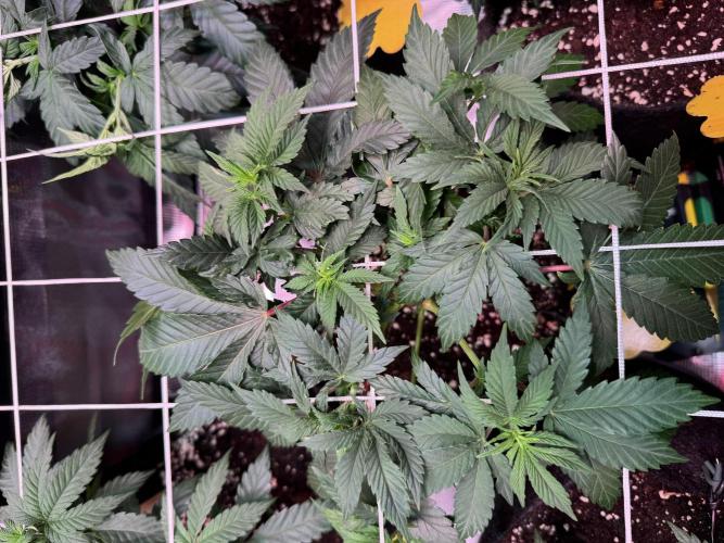 Barneys Farm candy 🍬. Week 8