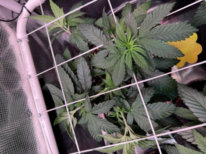 Barneys Farm candy 🍬. Week 8