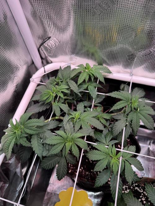 Barneys Farm candy 🍬. Week 8