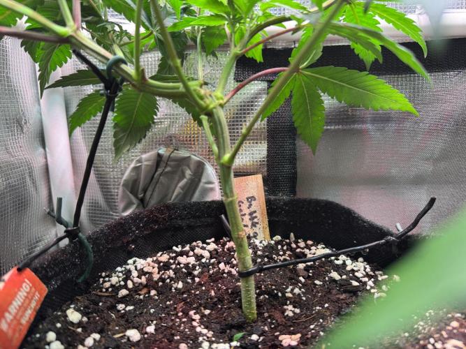 Barneys Farm candy 🍬. Week 8