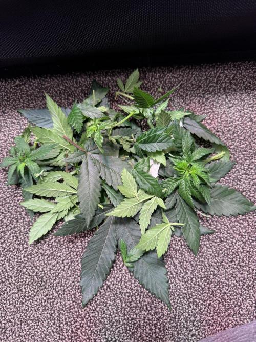 Barneys Farm candy 🍬. Week 8