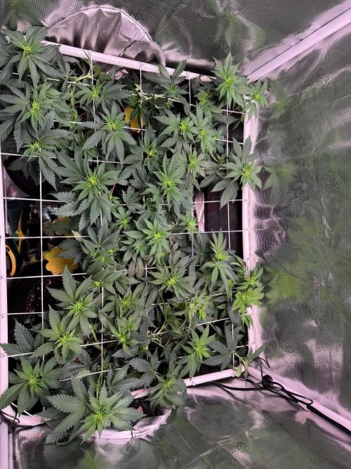Barneys Farm candy 🍬. Week 9