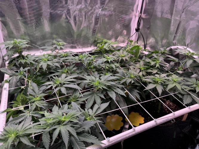 Barneys Farm candy 🍬. Week 9