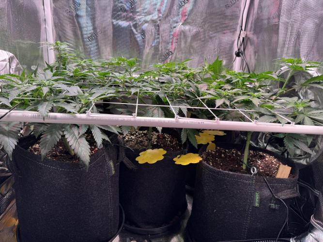 Barneys Farm candy 🍬. Week 9