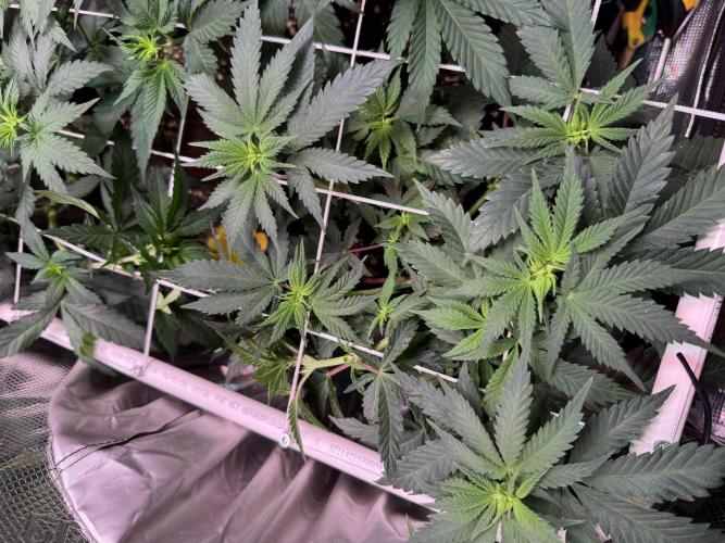 Barneys Farm candy 🍬. Week 9