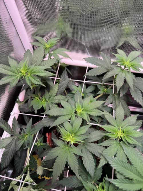 Barneys Farm candy 🍬. Week 9