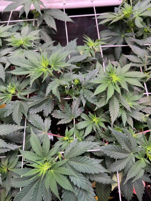 Barneys Farm candy 🍬. Week 9
