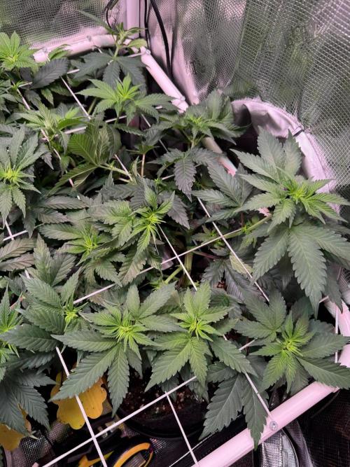 Barneys Farm candy 🍬. Week 9