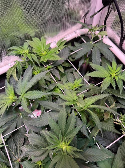 Barneys Farm candy 🍬. Week 9