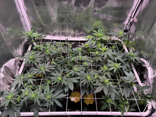Barneys Farm candy 🍬. Week 10