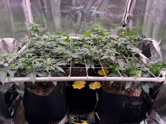 Barneys Farm candy 🍬. Week 10