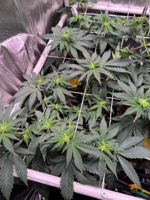 Barneys Farm candy 🍬. Week 10