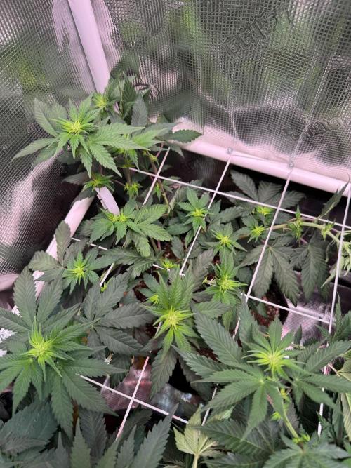 Barneys Farm candy 🍬. Week 10
