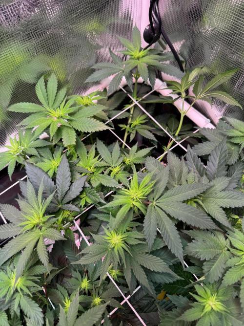 Barneys Farm candy 🍬. Week 10