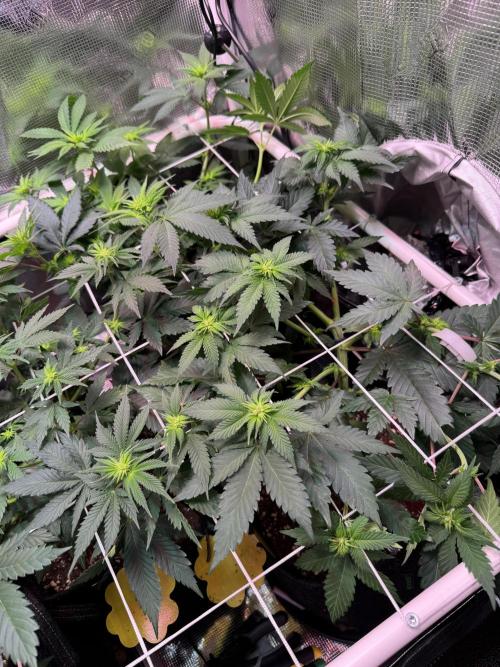 Barneys Farm candy 🍬. Week 10