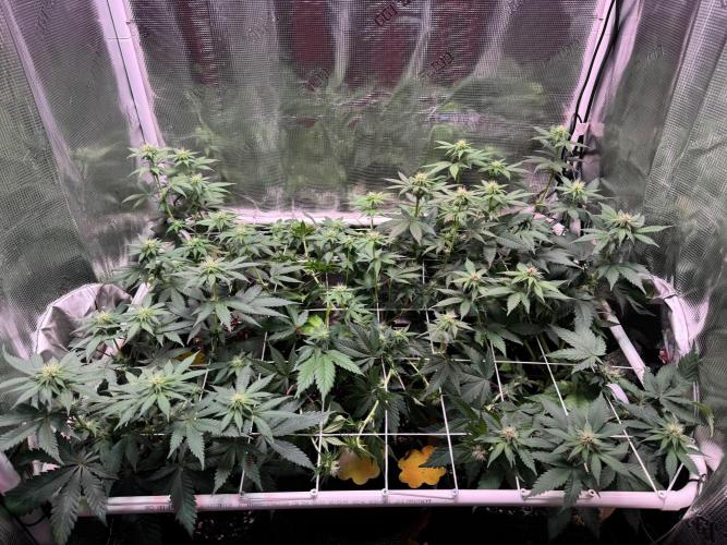 Barneys Farm candy 🍬. Week 11