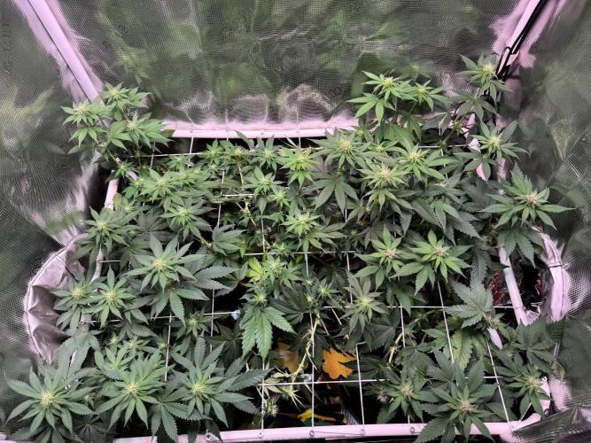 Barneys Farm candy 🍬. Week 11