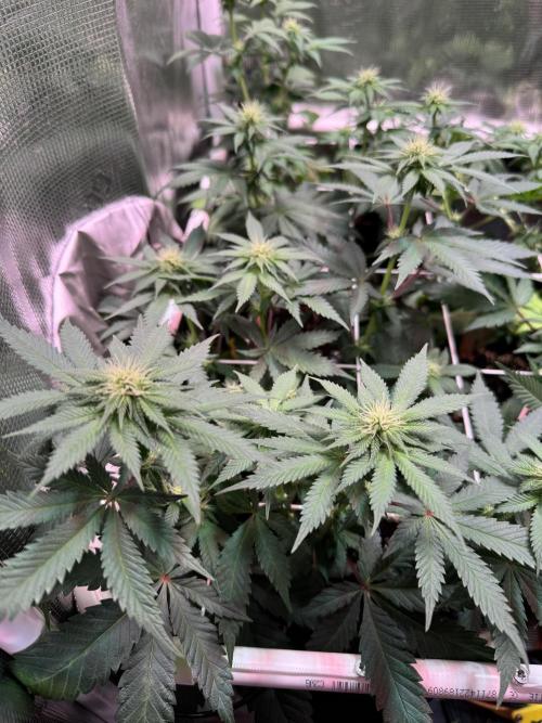 Barneys Farm candy 🍬. Week 11