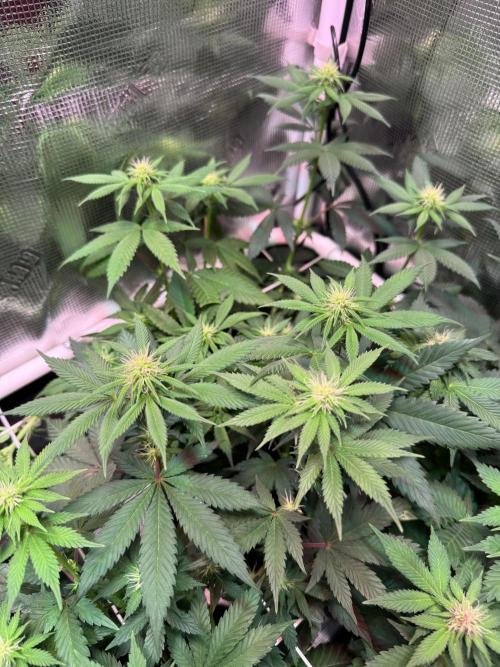 Barneys Farm candy 🍬. Week 11