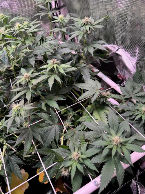 Barneys Farm candy 🍬. Week 11