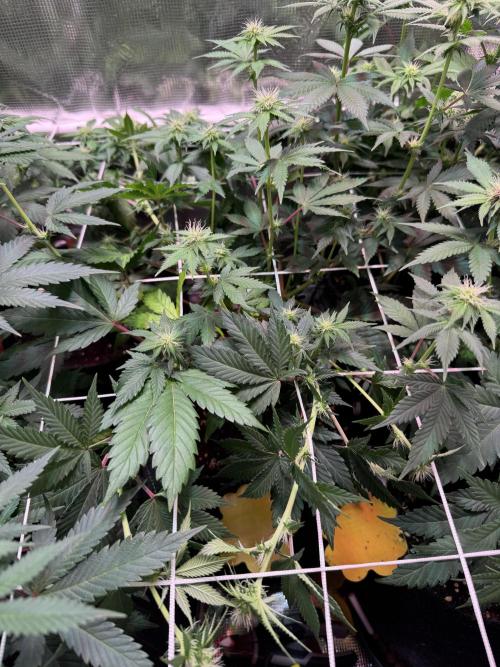 Barneys Farm candy 🍬. Week 11