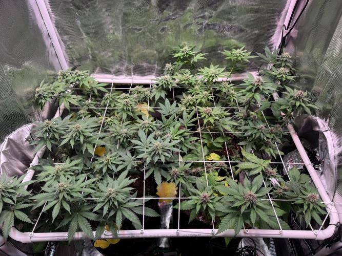 Barneys Farm candy 🍬. Week 12