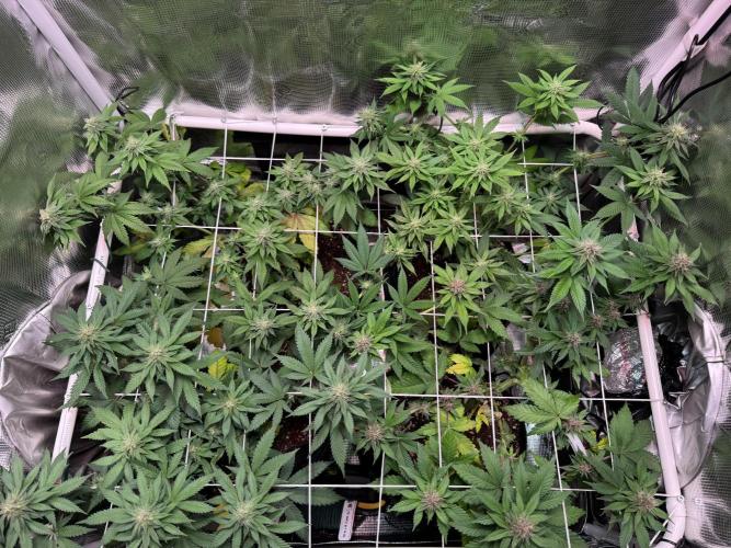 Barneys Farm candy 🍬. Week 12