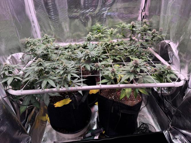 Barneys Farm candy 🍬. Week 12