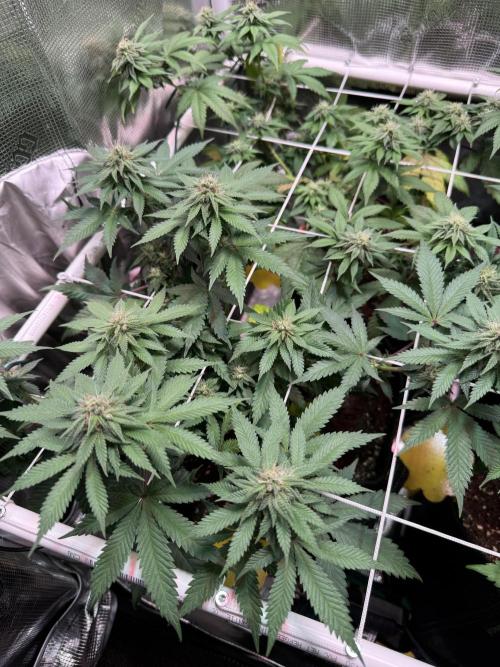 Barneys Farm candy 🍬. Week 12
