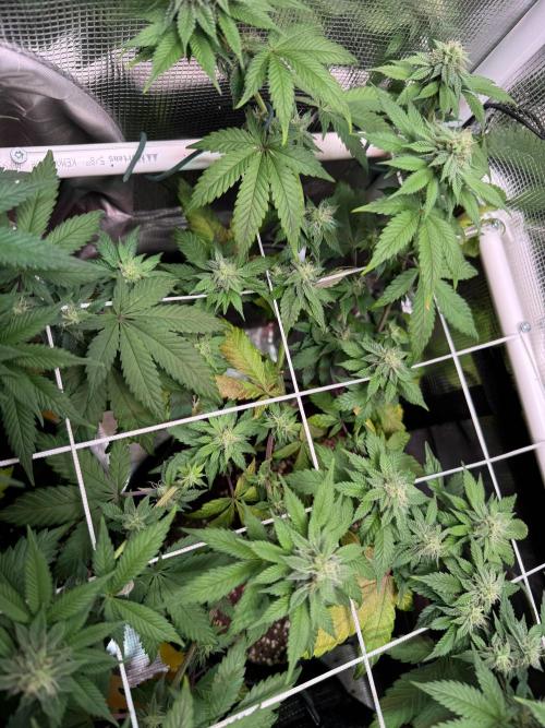 Barneys Farm candy 🍬. Week 12