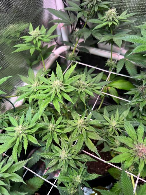 Barneys Farm candy 🍬. Week 12