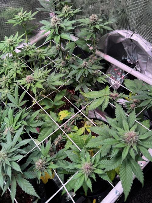 Barneys Farm candy 🍬. Week 12