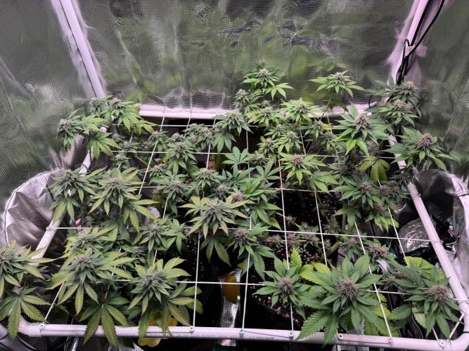Barneys Farm candy 🍬. Week 13