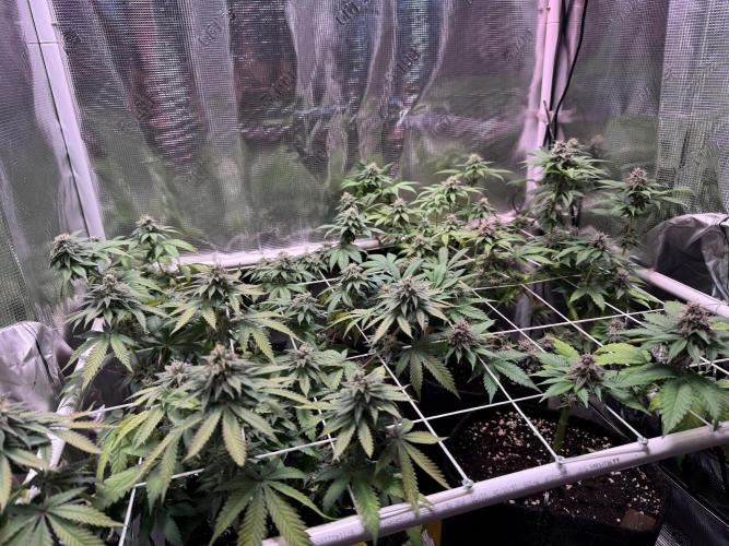 Barneys Farm candy 🍬. Week 13
