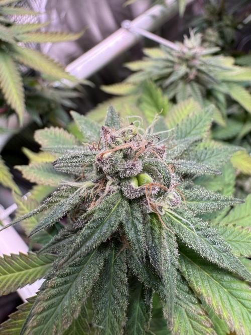 Barneys Farm candy 🍬. Week 13