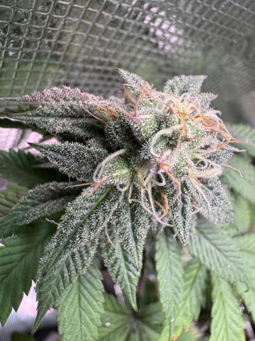 Barneys Farm candy 🍬. Week 13
