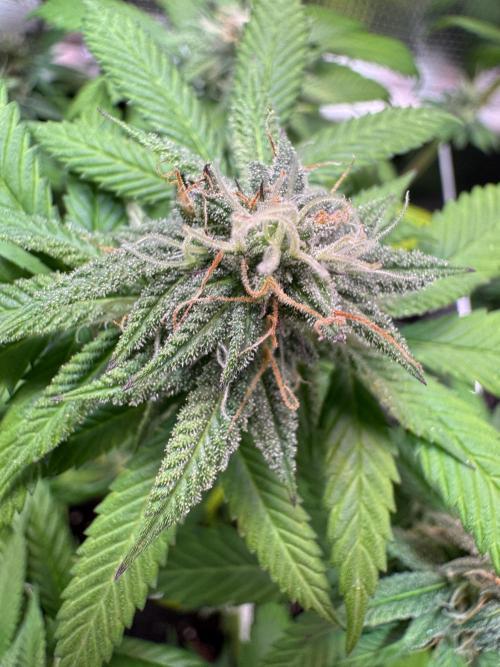 Barneys Farm candy 🍬. Week 13