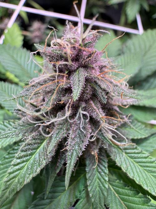 Barneys Farm candy 🍬. Week 13