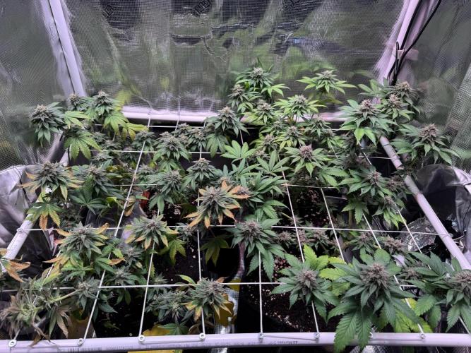 Barneys Farm candy 🍬. Week 14